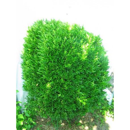 Buxus Linearifolia