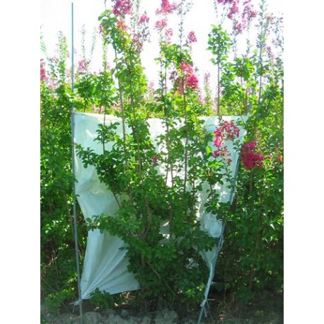 Lagerstroemia Duran red