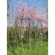 Prunus Subhirtela Pendula