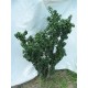 Ligustrum Japonicum Rotondifolia